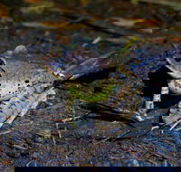 Glow Worms Private Tour - Nocturnal Rainforest Walk - Taree Accommodation