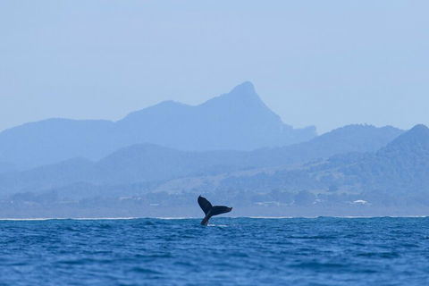 The Byron Bay Sea Kayak Tour - Taree Accommodation 0
