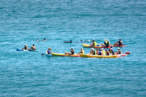 The Byron Bay Sea Kayak Tour - Taree Accommodation 1