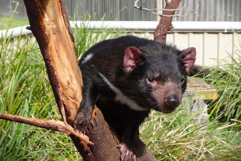 Tasmania 4 Day East Coast + Launceston - Taree Accommodation 2