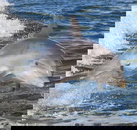 Noosa Oceanrider Scenic Dolphin Safari - Taree Accommodation