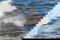 Noosa Oceanrider Scenic Dolphin Safari