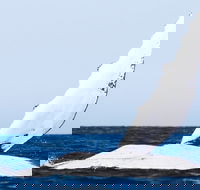 2-Hour Guided Whale Watching Tour at Noosa - Taree Accommodation