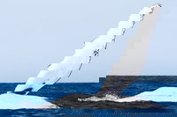 2-Hour Guided Whale Watching Tour at Noosa