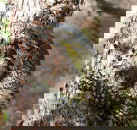 Byron Bay Combo Hinterland Tour Including Minyon Falls and Kayaking with Dolphins - Taree Accommodation