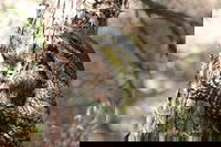 Byron Bay Combo Hinterland Tour Including Minyon Falls and Kayaking with Dolphins