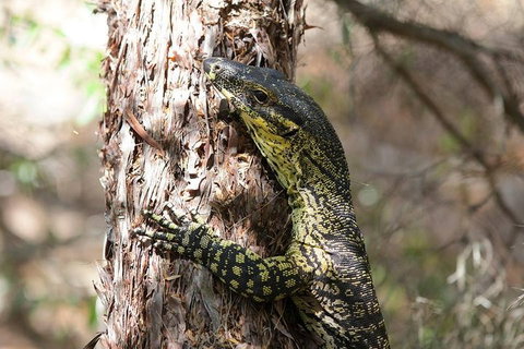 Byron Bay Combo: Hinterland Tour Including Minyon Falls And Kayaking With Dolphins - Taree Accommodation 0