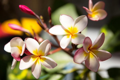 Byron Bay Combo: Hinterland Tour Including Minyon Falls And Kayaking With Dolphins - Taree Accommodation 1