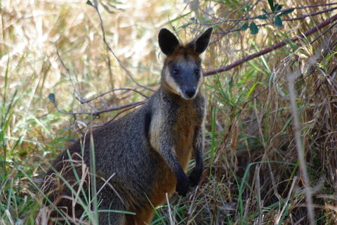Byron Bay Combo: Hinterland Tour Including Minyon Falls And Kayaking With Dolphins - Taree Accommodation 2