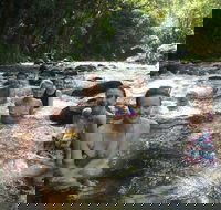 Daintree Rainforest Cape Tribulation Mossman Gorge Small-Group Day Tour - Taree Accommodation