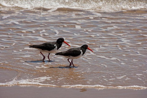 1770 Coastline Tour By LARC Amphibious Vehicle Including Picnic Lunch - Taree Accommodation 2