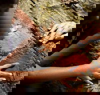 Ngana Julaymba Dungay - Full Day - Taree Accommodation