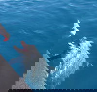 Noosa Thriller - 500hp Ocean Adventure Ride - Taree Accommodation