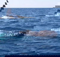 Noosa Whale Watching - Taree Accommodation