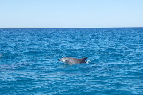 Noosa Wild Dolphin Safari - Taree Accommodation 1