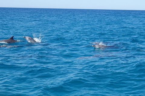 Noosa Wild Dolphin Safari - Taree Accommodation 4