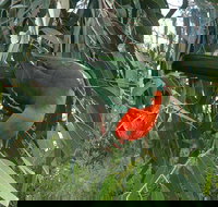 3-Day Private Adelaide to Melbourne tour - Taree Accommodation