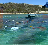 All Inclusive Dolphin and Tangalooma Wrecks Cruise - Taree Accommodation