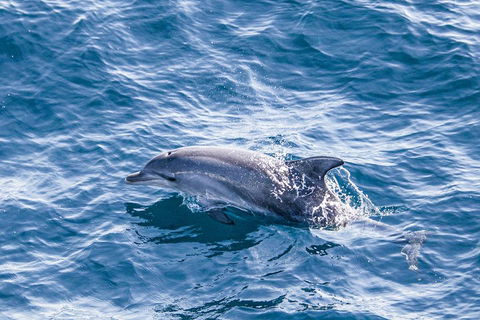 All Inclusive Dolphin And Tangalooma Wrecks Cruise - Taree Accommodation 1