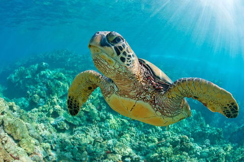 All Inclusive Tangalooma Wrecks Cruise Tour From Gold Coast - Taree Accommodation 4