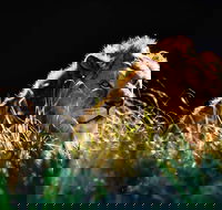 Sydney Taronga Zoo General Entry Ticket - Taree Accommodation