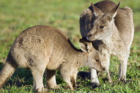 LGBT+ Friendly Full Day Phillip Island Private Tour - Taree Accommodation 3