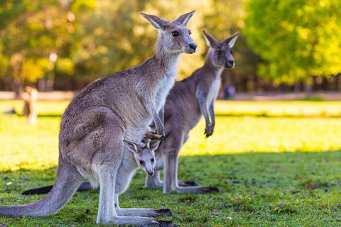 LGBT+ Friendly Full Day Phillip Island Private Tour - Taree Accommodation 4