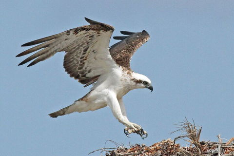 Shipwreck Special Nature Tour/Half Day Tour - Taree Accommodation 4
