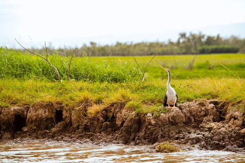 Darwin City Sights And Jumping Crocodile Cruise - Taree Accommodation 2