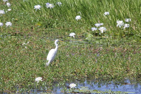 Darwin City Sights And Jumping Crocodile Cruise - Taree Accommodation 4