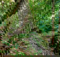 Private Daintree Mossman Gorge Exclusive Nature and Wildlife Focus - Taree Accommodation