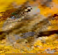 Daintree and Cape Tribulation Full Day Guided Tour - Taree Accommodation