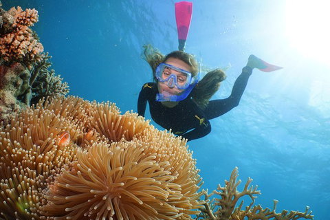 Quicksilver Outer Great Barrier Reef Snorkel Cruise From Palm Cove - Taree Accommodation 2