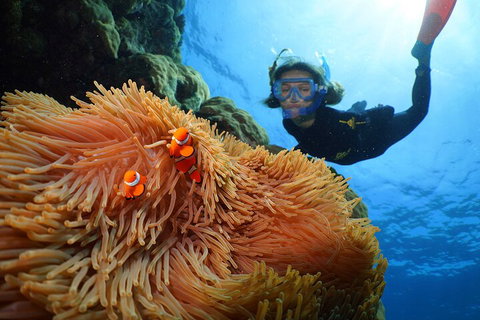 Silversonic Outer Great Barrier Reef Dive And Snorkel Cruise From Port Douglas - Taree Accommodation 3