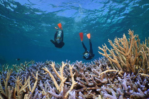 Silversonic Outer Great Barrier Reef Dive And Snorkel Cruise From Port Douglas - Taree Accommodation 4