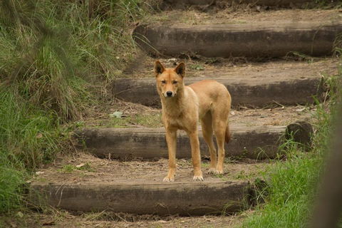 Blue Mountains Small-Group Insider Tour From Sydney - Taree Accommodation 3