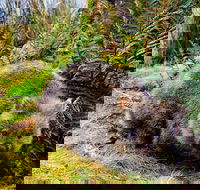 Cradle Mountain National Park Day Tour from Launceston - Taree Accommodation