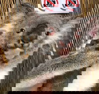 Kuranda Tour Deluxe Course with Kuranda 3 Zoos or Free Course - Taree Accommodation