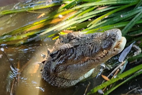 Litchfield Park Adventures And Jumping Crocodile Cruise + Butterfly Farm - Taree Accommodation 4