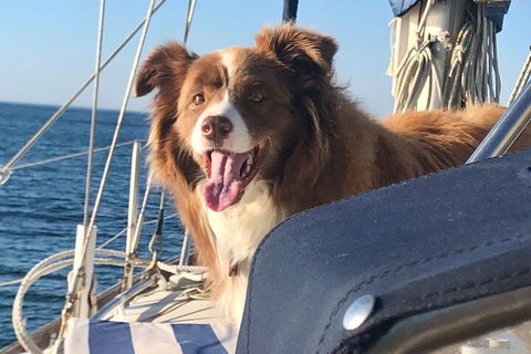 Mornington Peninsula Sightseeing Tour For 2-6 Guests. - Taree Accommodation 2