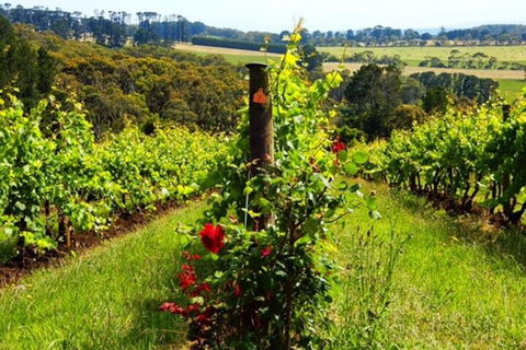 Mornington Peninsula Sightseeing Tour For 2-6 Guests. - Taree Accommodation 3