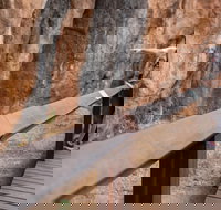 Chillagoe Caves and Outback Day Trip from Cairns - Taree Accommodation