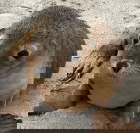 Kangaroo Island Scenic Trail Tour - Taree Accommodation