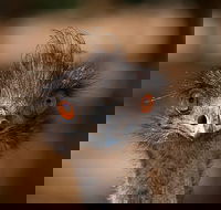 Currumbin Wildlife Sanctuary General Entry Ticket - Taree Accommodation