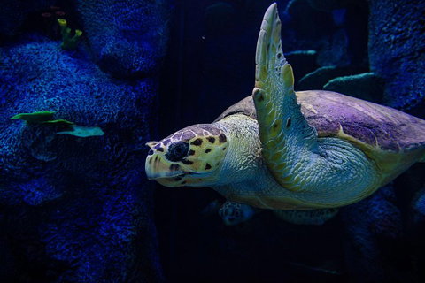 Sydney Attractions Pass: SEA LIFE Aquarium, Sydney Tower Eye, WILD LIFE Zoo And Madame Tussauds - Taree Accommodation 1