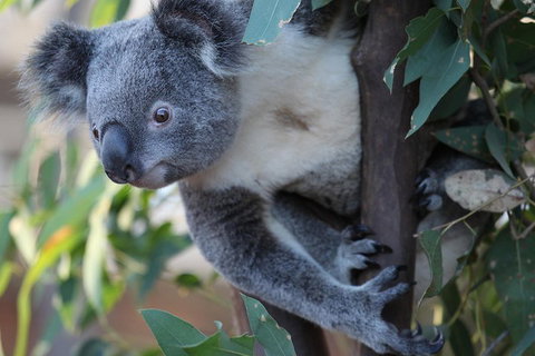 Sydney Attractions Pass: SEA LIFE Aquarium, Sydney Tower Eye, WILD LIFE Zoo And Madame Tussauds - Taree Accommodation 2