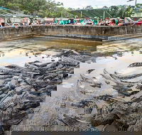 Hartley's Crocodile Adventures Day Trip from Palm Cove - Taree Accommodation