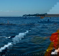 Mornington Peninsula Kayak Coastline Tour of Dolphin Sanctuary - Taree Accommodation