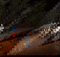 Alice Springs Desert Park Nocturnal Tour - Taree Accommodation