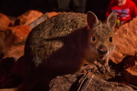 Alice Springs Desert Park Nocturnal Tour - Taree Accommodation 3